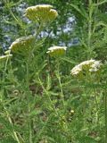 Achillea stepposa