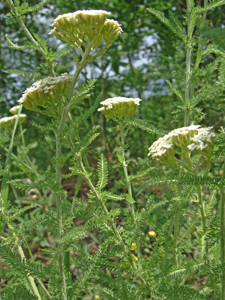 Image of Achillea stepposa specimen.