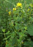 Hypericum maculatum