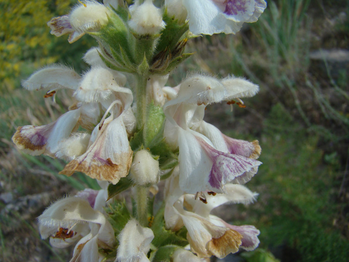 Image of Phlomoides stellata specimen.