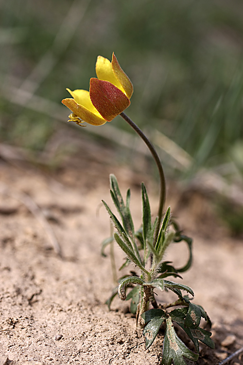 Изображение особи Anemone gortschakowii.