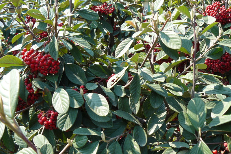 Image of Cotoneaster glaucophyllus var. serotinus specimen.