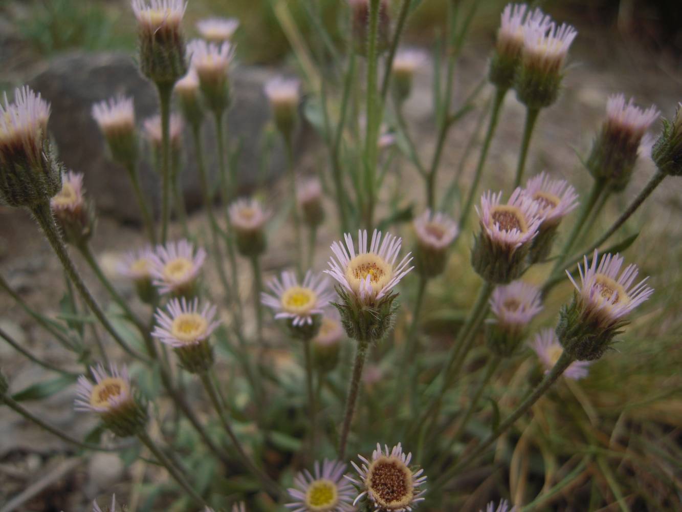 Image of Erigeron orientalis specimen.