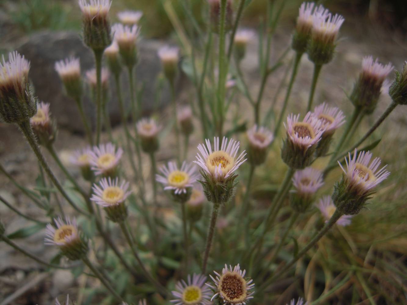 Изображение особи Erigeron orientalis.