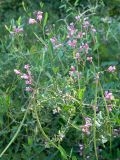 Trachomitum lancifolium