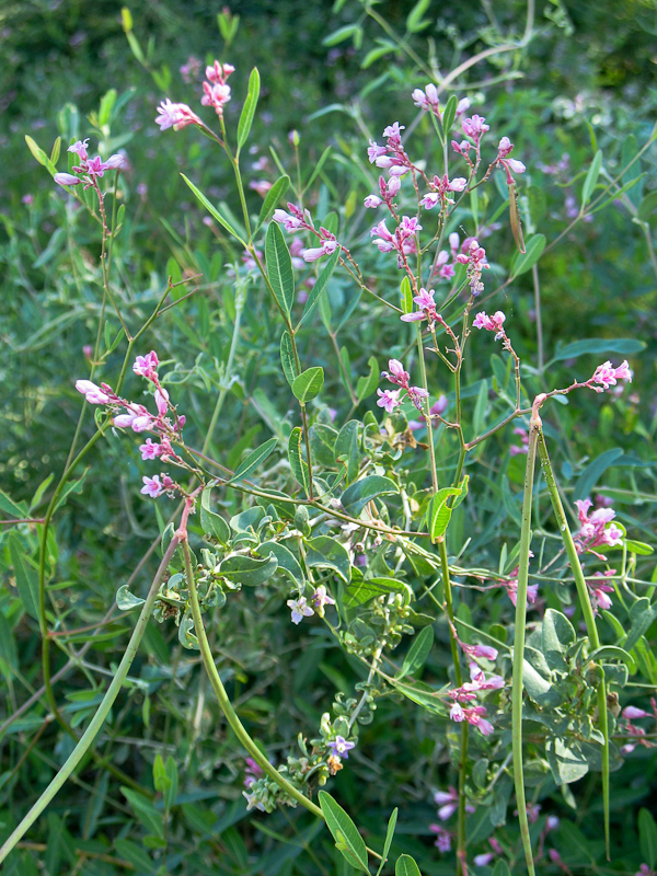 Image of Trachomitum lancifolium specimen.