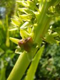 Eucomis autumnalis. Часть соцветия с завязавшимися плодами. Южный берег Крыма, Никитский ботанический сад. 24 августа 2012 г.