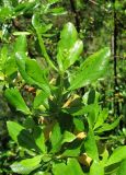 Escallonia glutinosa. Часть ветви с бутонами. Абхазия, г. Сухум, ботанический сад. 12.06.2012.