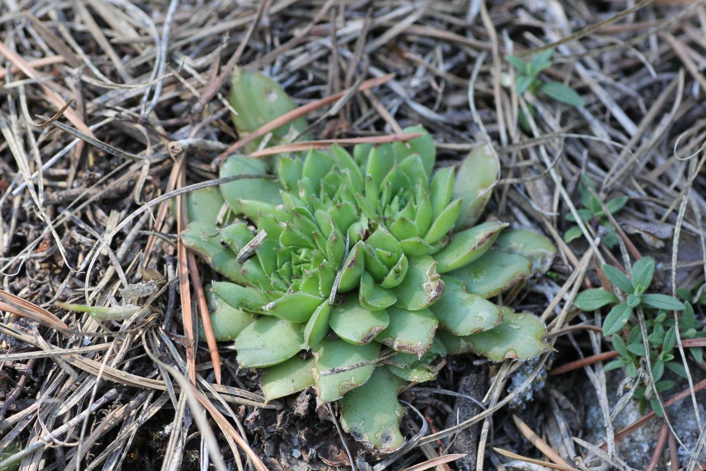 Изображение особи Sempervivum caucasicum.