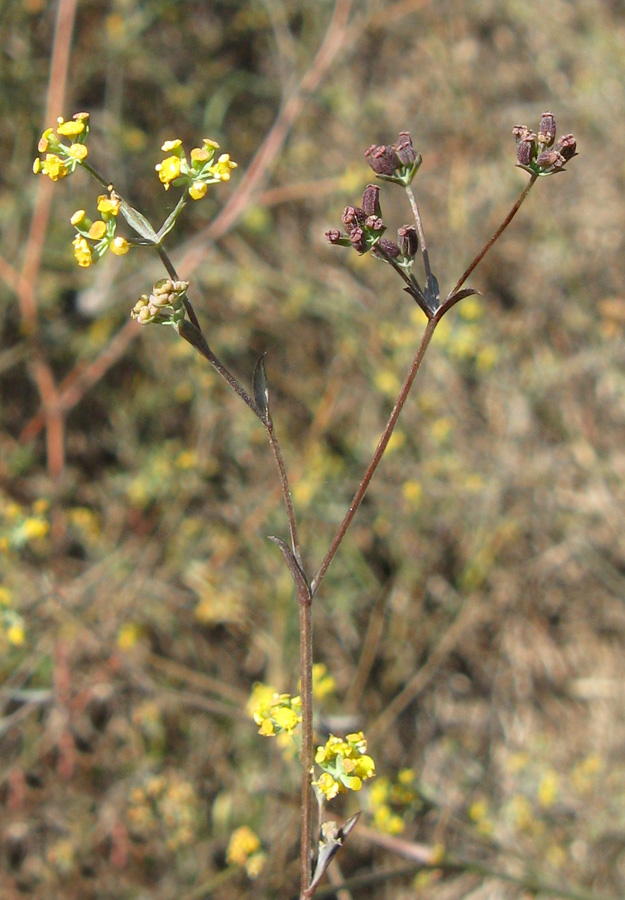 Изображение особи Bupleurum marschallianum.