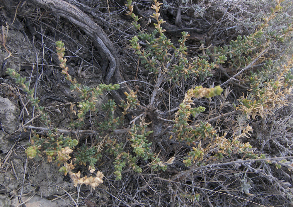 Изображение особи Salsola ericoides.