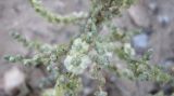 семейство Chenopodiaceae. Часть веточки с соцветиями и плодами. Израиль, г. Беэр-Шева, пустырь. 25.10.2012.