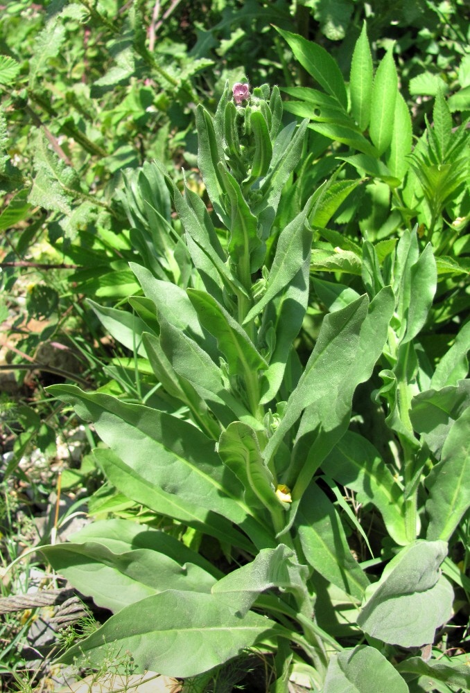 Изображение особи Cynoglossum montanum.