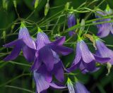 Campanula patula