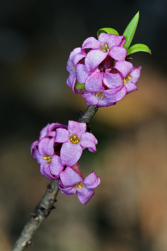 Image of Daphne mezereum specimen.