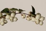 Symphoricarpos albus variety laevigatus. Веточка с соплодиями. Германия, г. Кемпен, в парке. 11.11.2012.