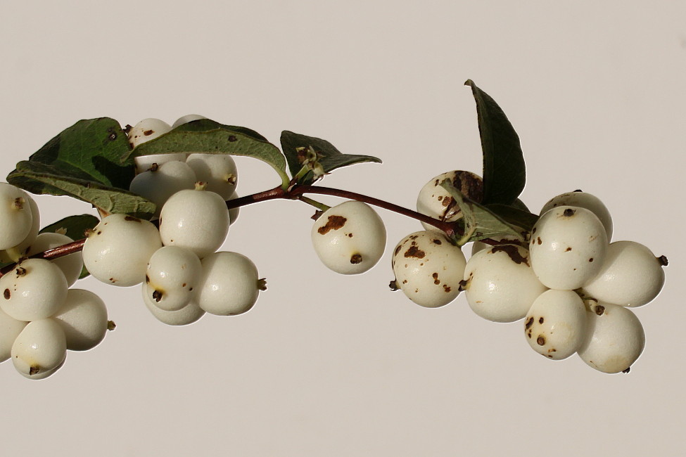 Image of Symphoricarpos albus var. laevigatus specimen.