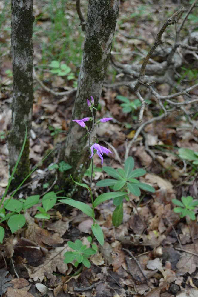 Image of Cephalanthera rubra specimen.