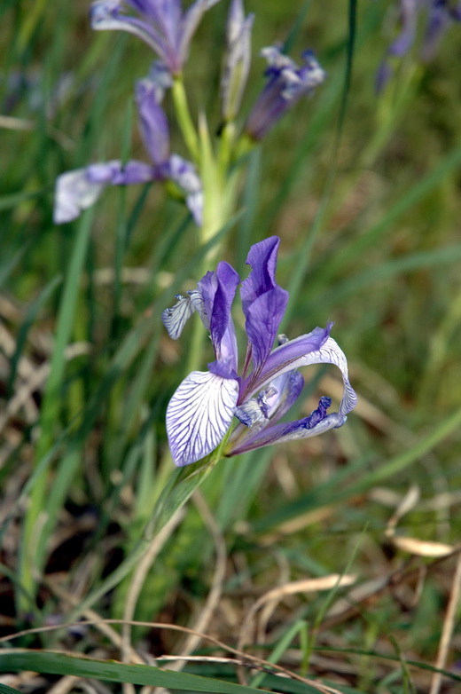 Изображение особи Iris biglumis.