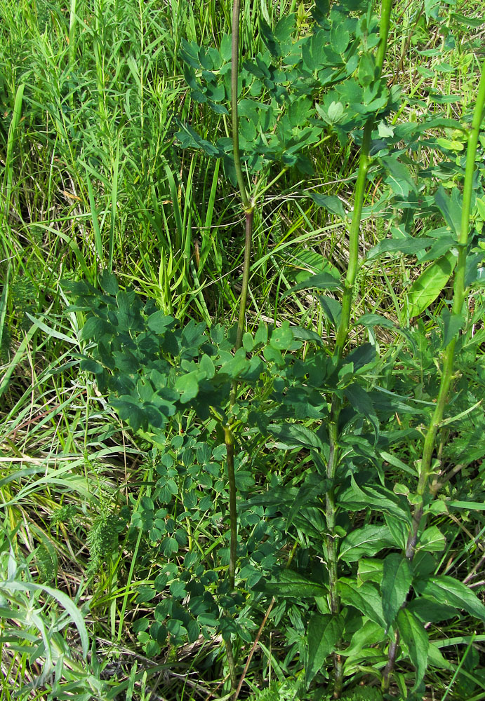 Image of Thalictrum minus specimen.