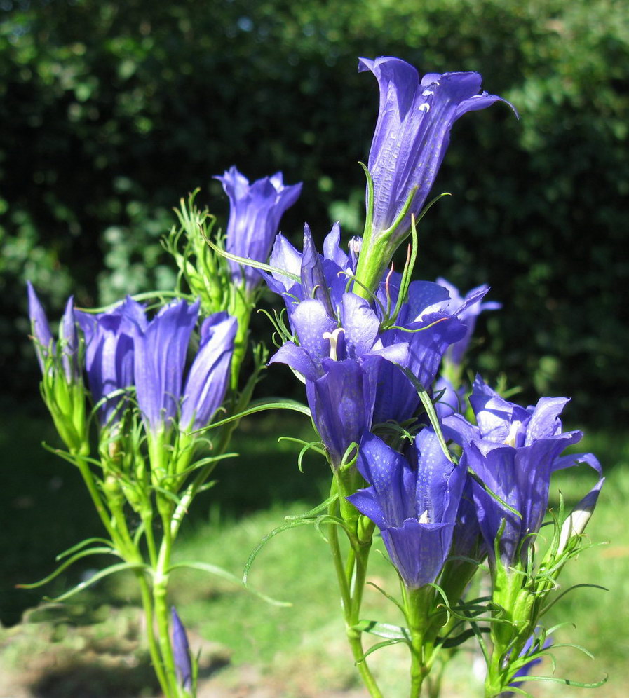 Изображение особи Gentiana pneumonanthe.