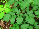 Actaea spicata