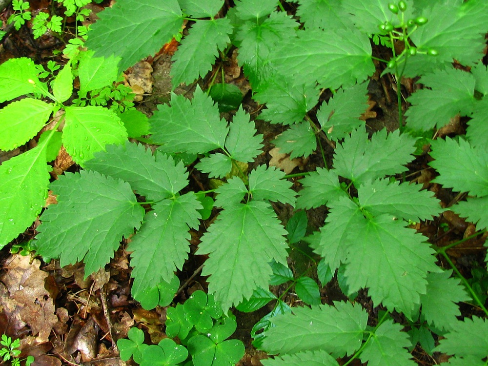 Image of Actaea spicata specimen.