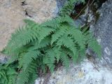 Dryopteris mindshelkensis