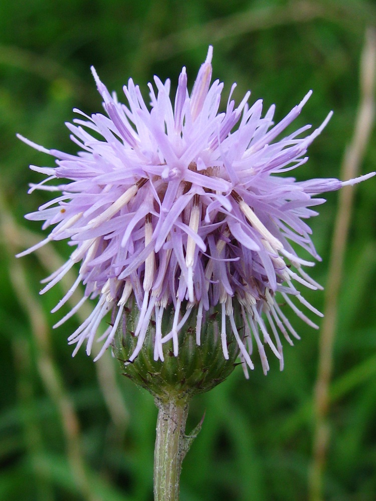 Изображение особи Cirsium arvense.