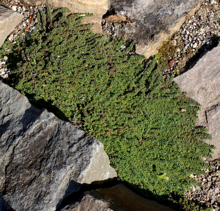 Изображение особи Thymus praecox.