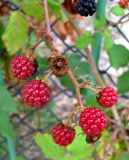 genus Rubus. Соплодие. Хорватия, Истрия, пос. Баньоле, на ограде возле дома. 03.09.2012.