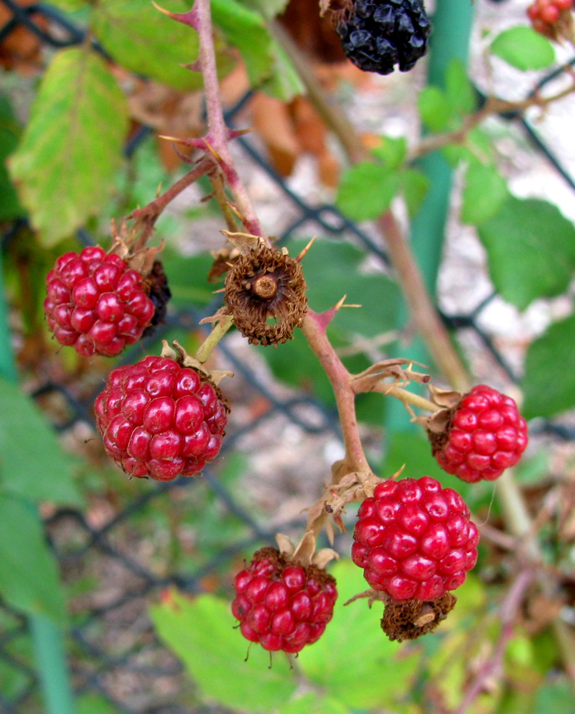 Изображение особи род Rubus.