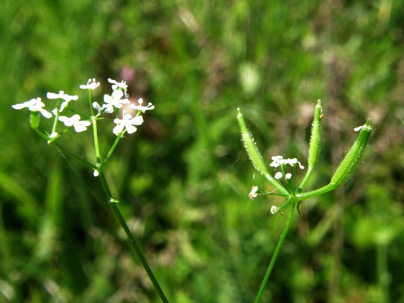 Image of Anthriscus cerefolium specimen.