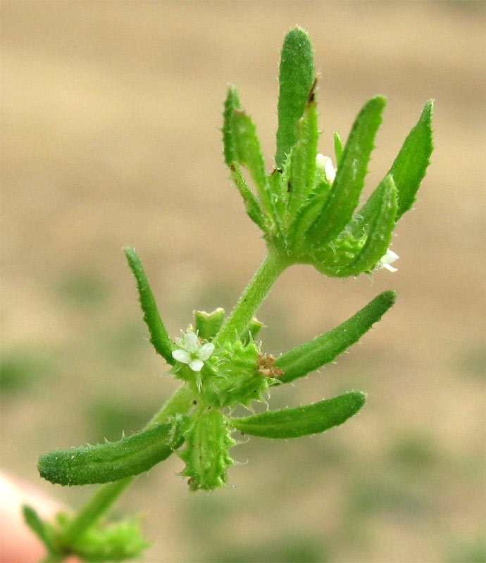 Image of Mericarpaea ciliata specimen.