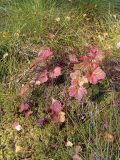 Rubus chamaemorus