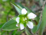 Holosteum umbellatum