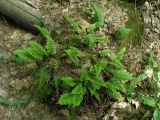 Polypodium vulgare