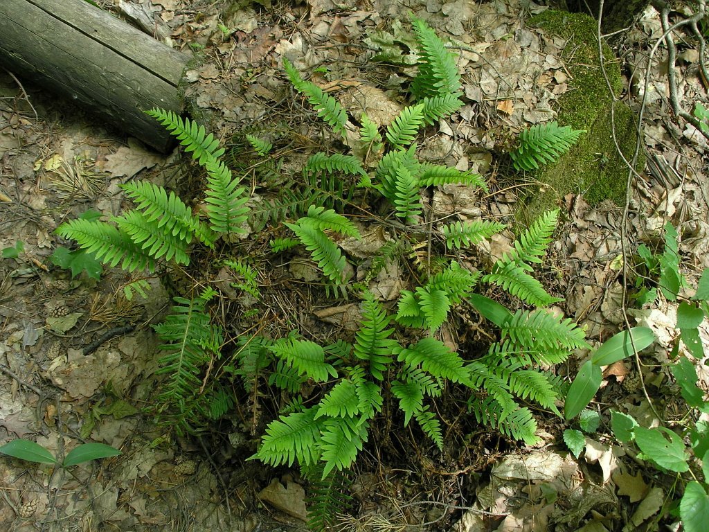 Изображение особи Polypodium vulgare.