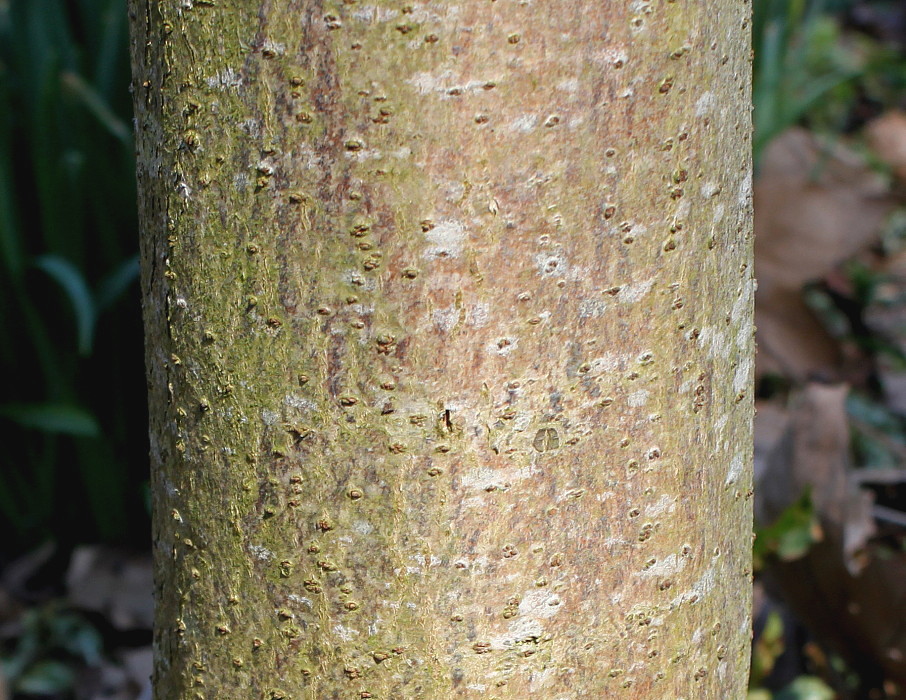 Image of Toona sinensis specimen.