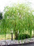 Salix babylonica