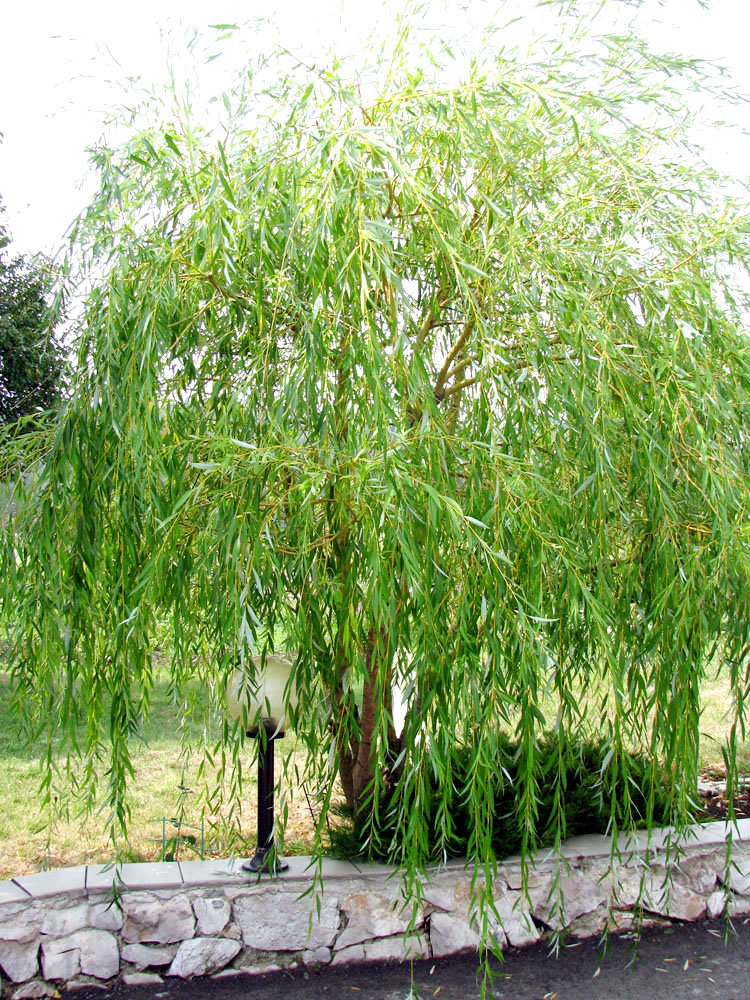 Image of Salix babylonica specimen.