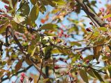 Malus × scheideckeri. Ветви с бутонами. Швеция, Уппсала, 8 мая 2009 г.