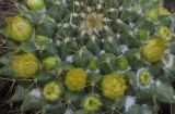 Mammillaria marksiana