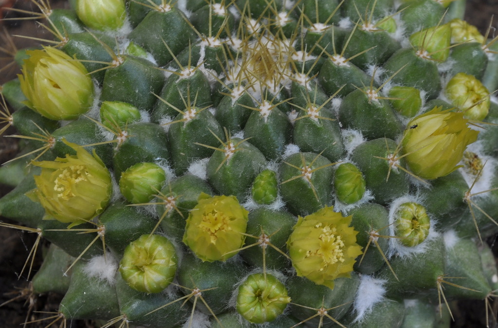 Image of Mammillaria marksiana specimen.