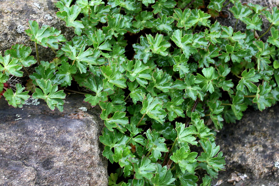 Изображение особи Geranium dalmaticum.