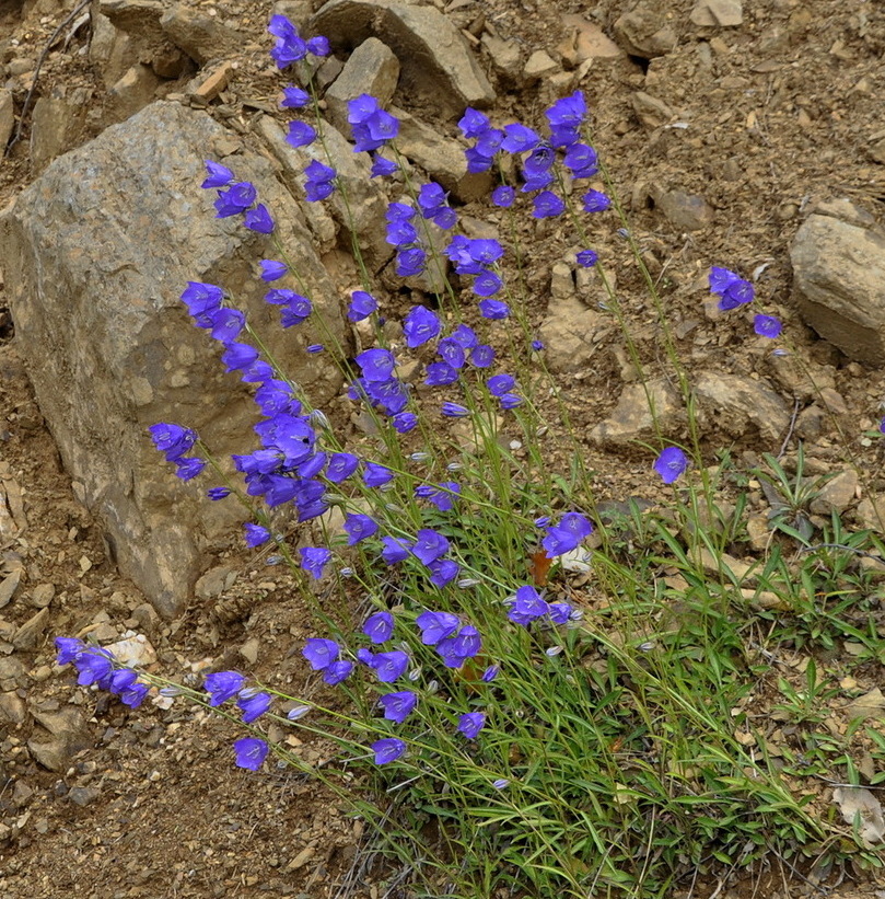 Image of Campanula persicifolia specimen.