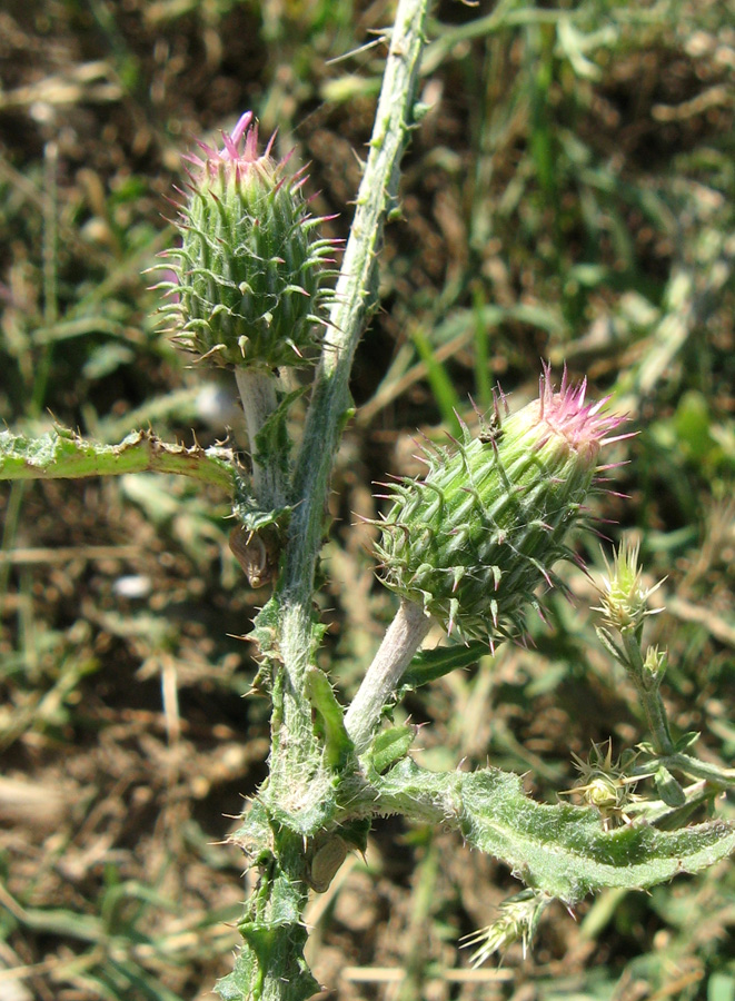 Image of Carduus uncinatus ssp. davisii specimen.