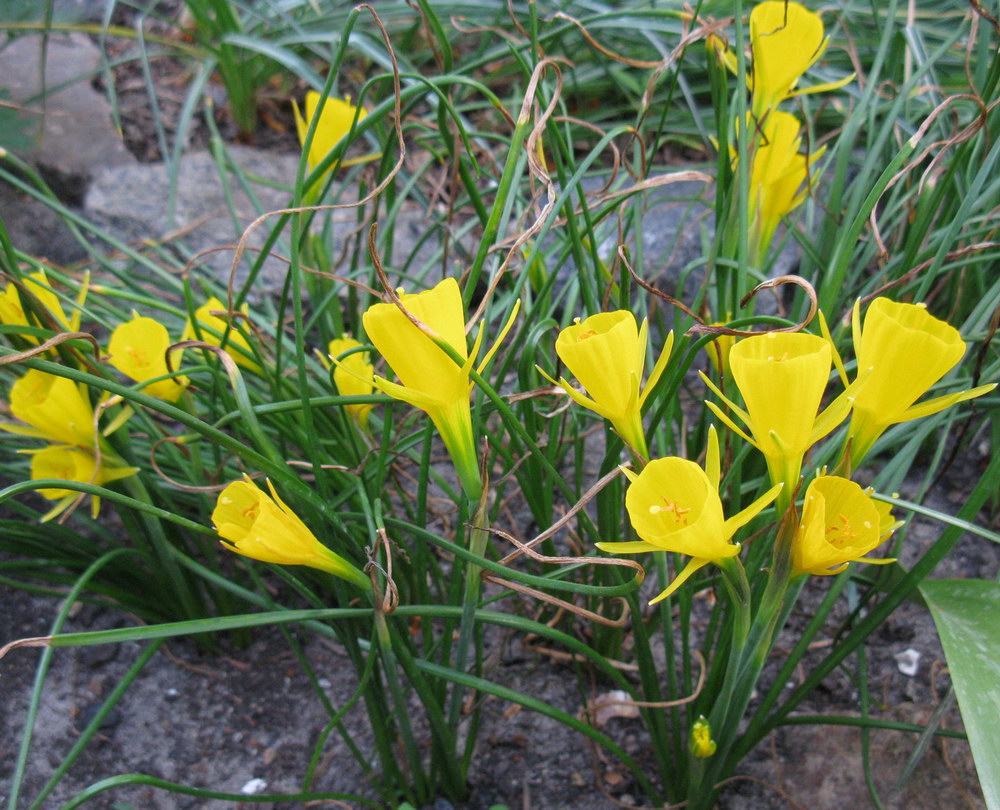 Image of Narcissus bulbocodium specimen.