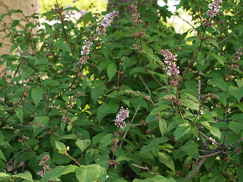 Изображение особи Syringa &times; henryi.