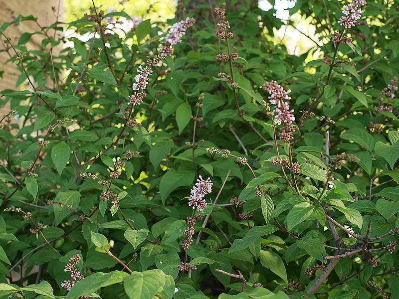 Изображение особи Syringa &times; henryi.